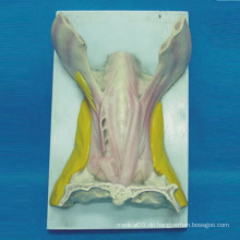 Zungenmuskel Anatomie Modell für medizinische Lehre (R040110)